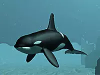 Killer Whale